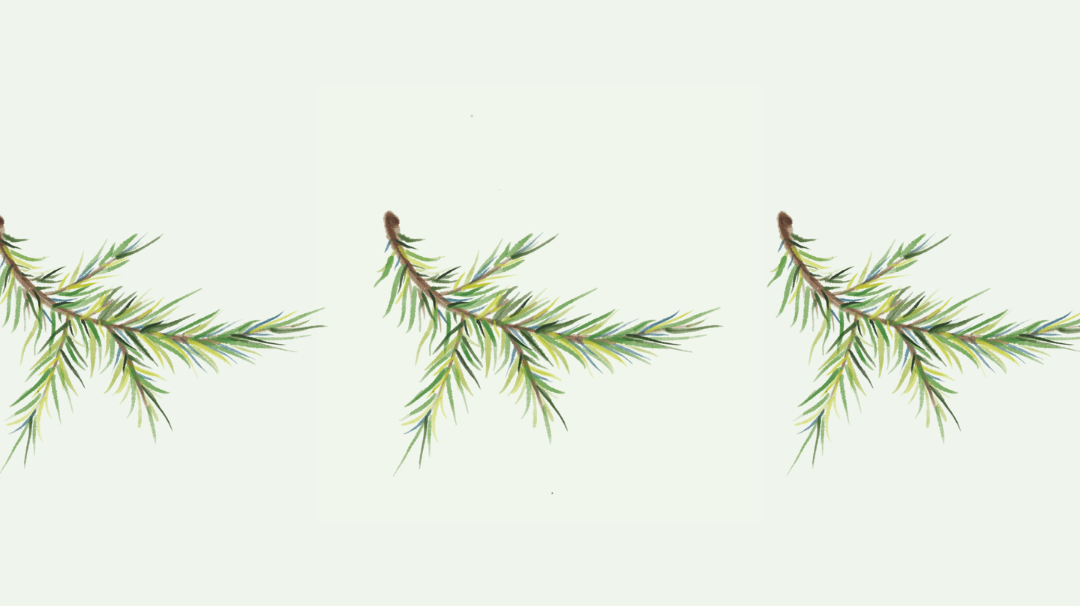 Le sapin blanc français