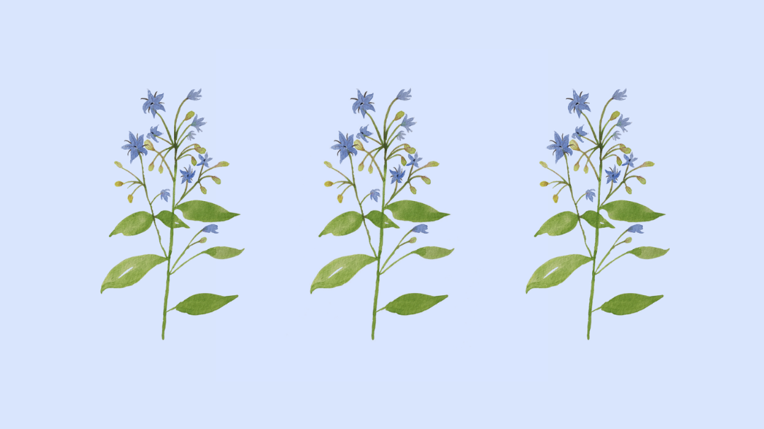 La bourrache française