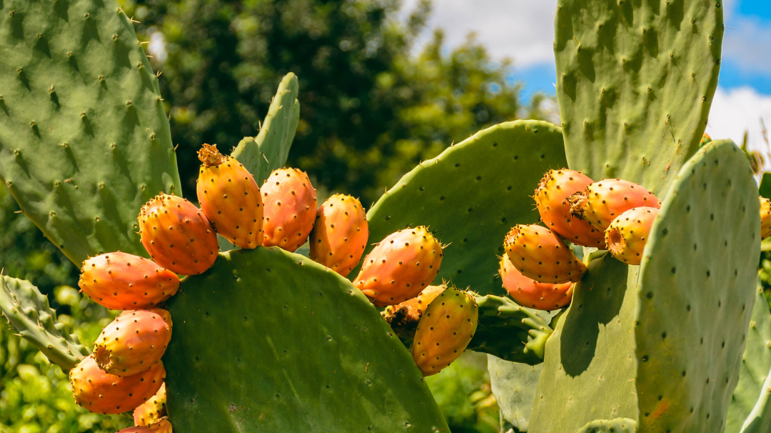 L'huile de pépin de figue de barbarie française, ça existe !