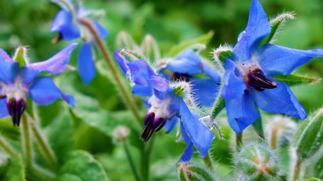 Qu'est-ce qui fait de l'huile de bourrache une huile si particulière ?