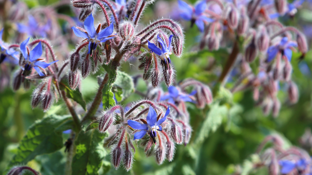 Quelle est la meilleure utilisation pour l'huile de bourrache ?