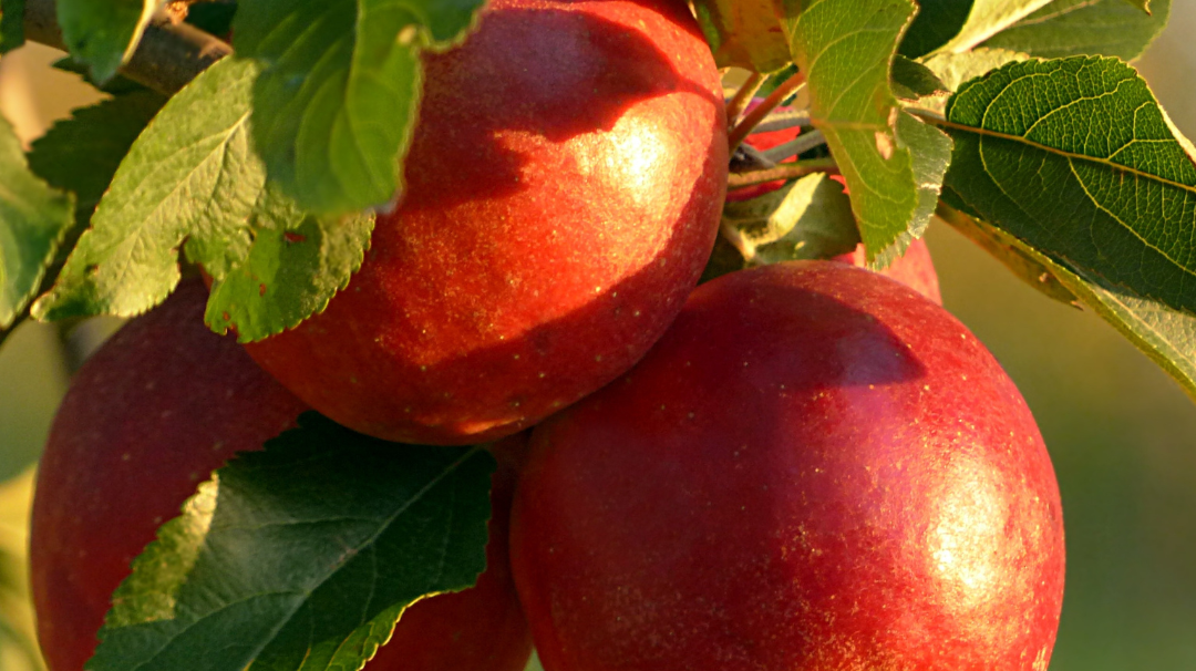 ODEN vous remercie d’avoir acheté l’Huile Botanique de Pomme !
