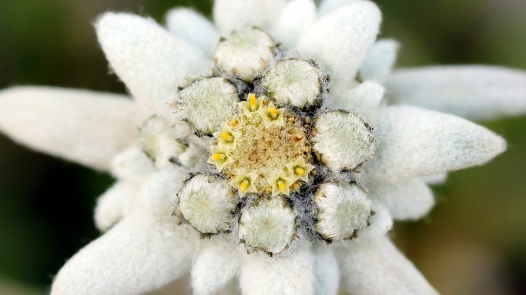 Les fleurs sauvages de montagne