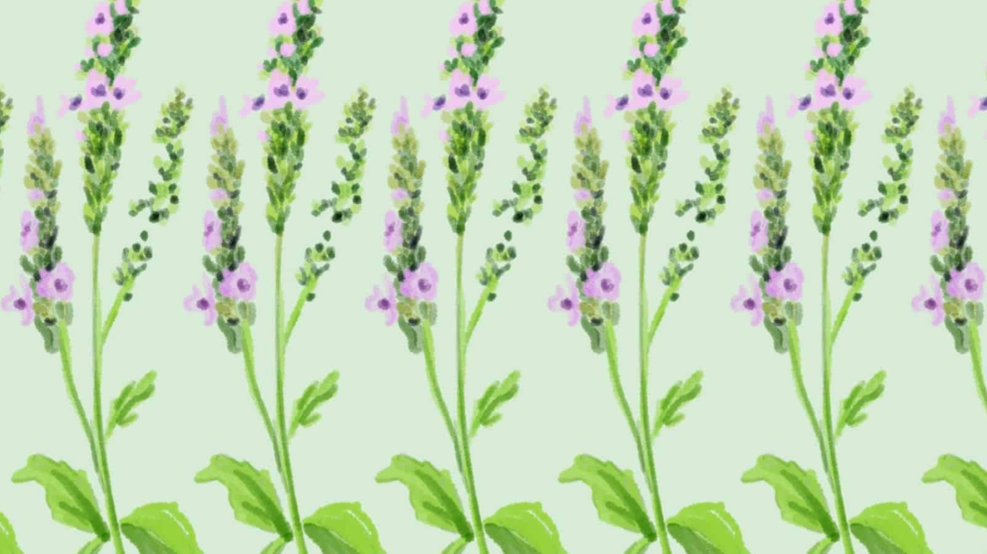 La verveine odorante française