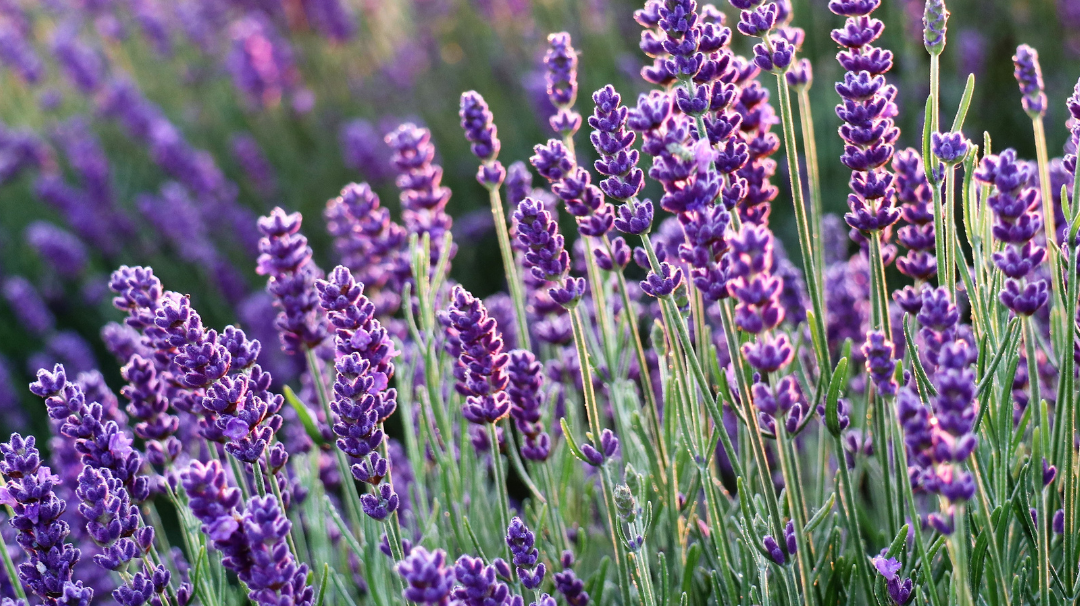 La lavande officinale française