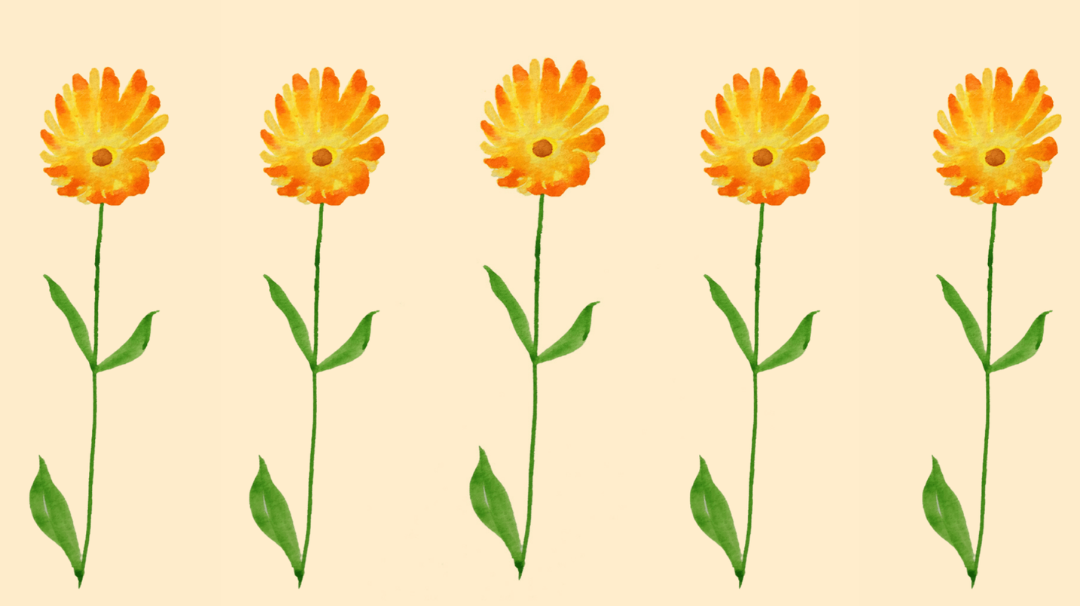 Le calendula français
