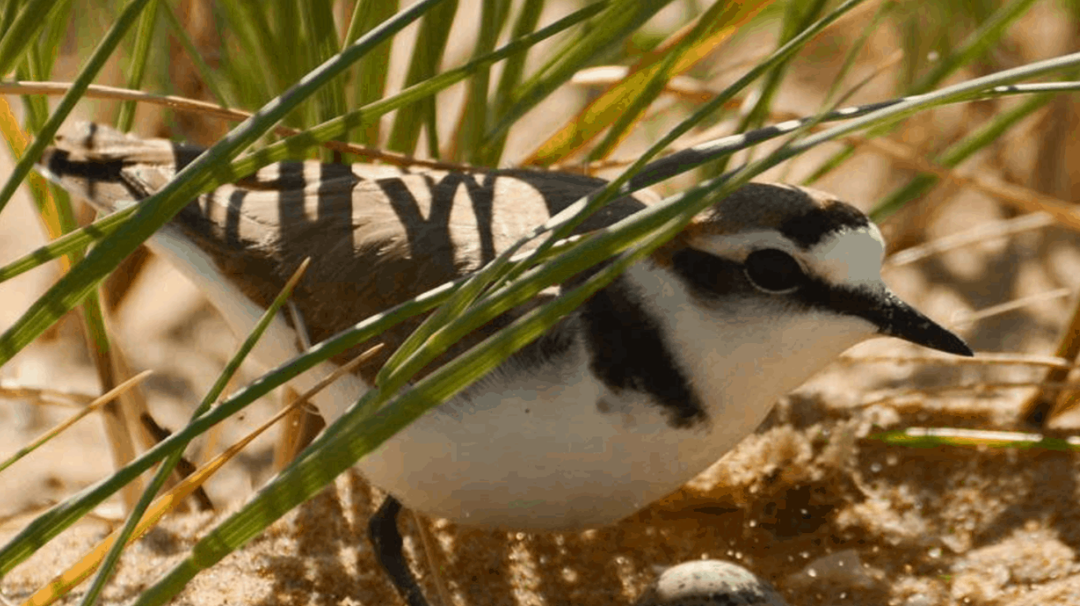 Les oiseaux français en danger - entretien avec une ornithologue