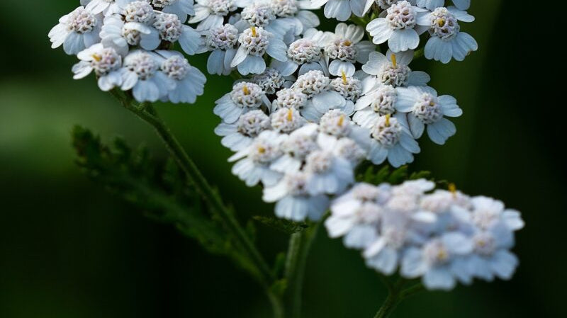 Quels sont les bienfaits de l'Achillée millefeuille ?