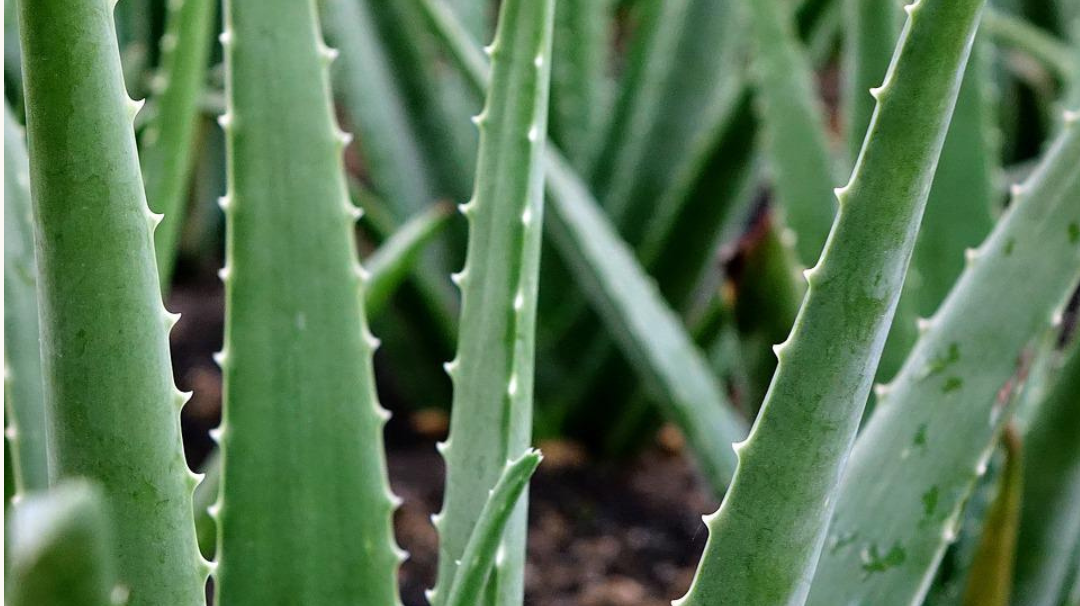 Le guide complet des bienfaits de l'aloe vera sur la peau