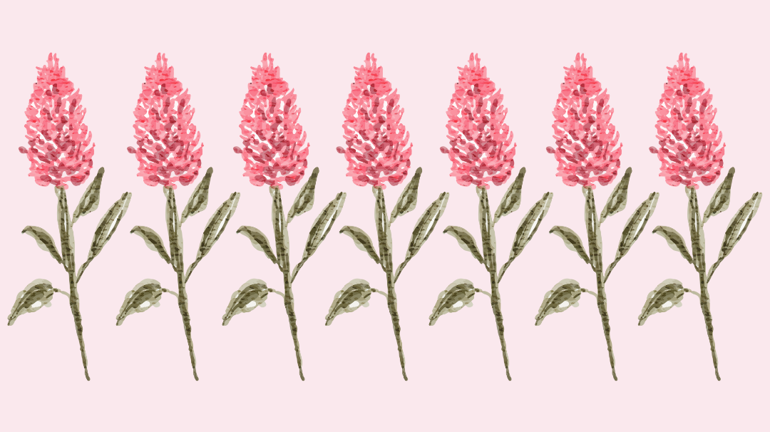 Les fleurs sauvages de Méditerranée