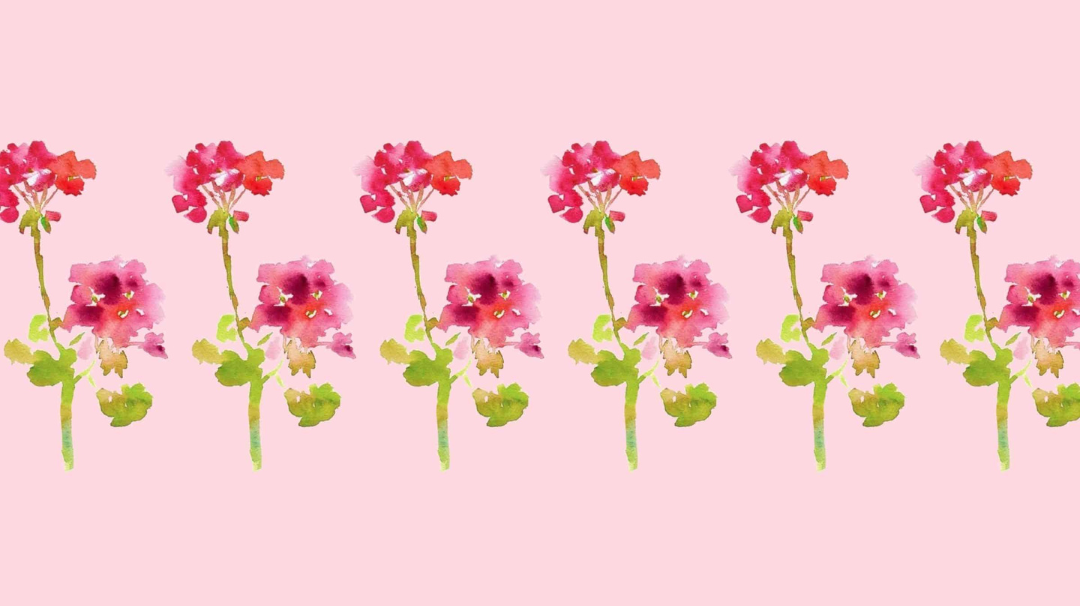 Le géranium rosat français