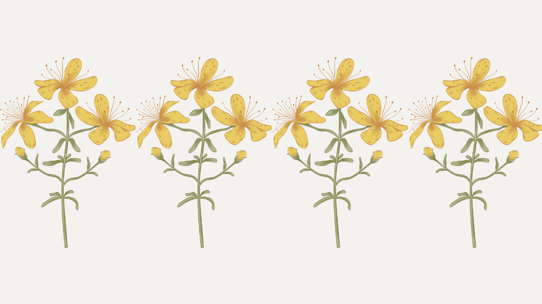 Le secret des plantes sauvages - partie 2