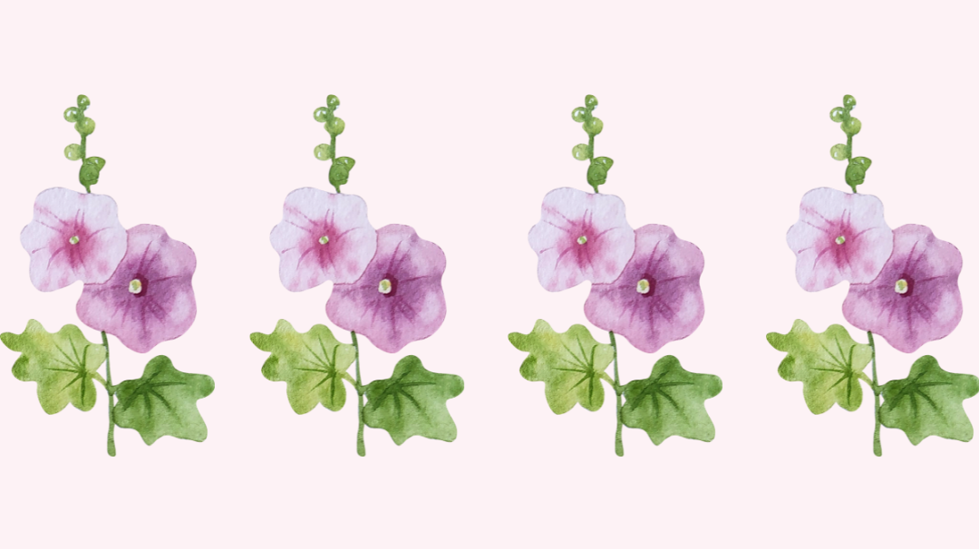 Secrets des plantes sauvages - partie 3