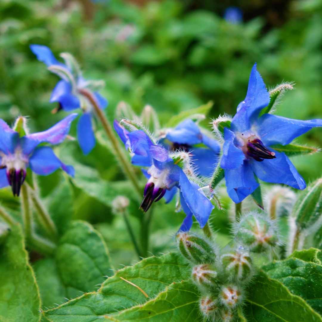 Qu'est-ce qui fait de l'huile de bourrache une huile si particulière ?