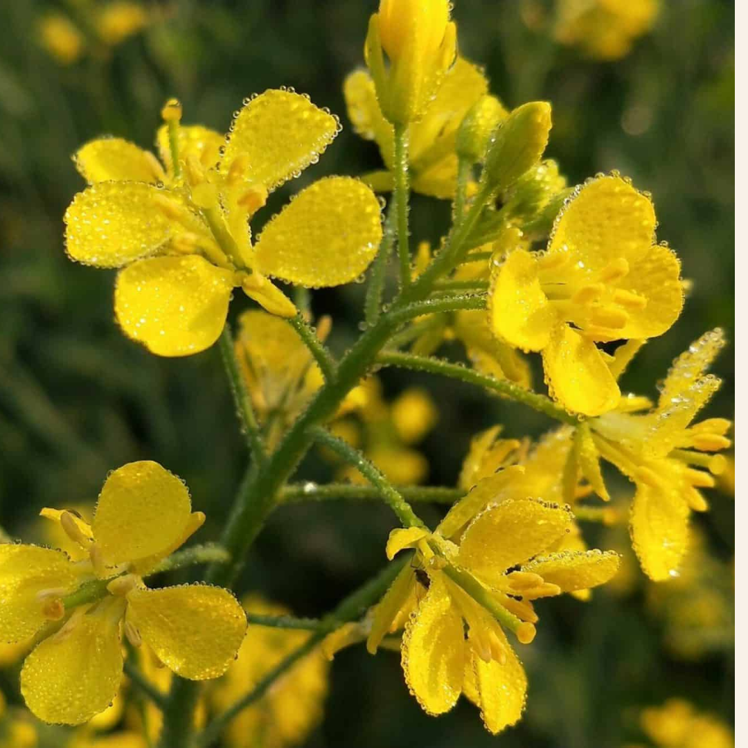 La moutarde française