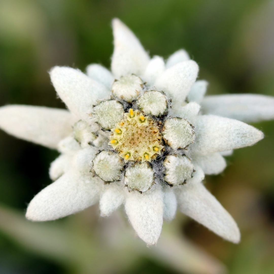 Les fleurs sauvages de montagne