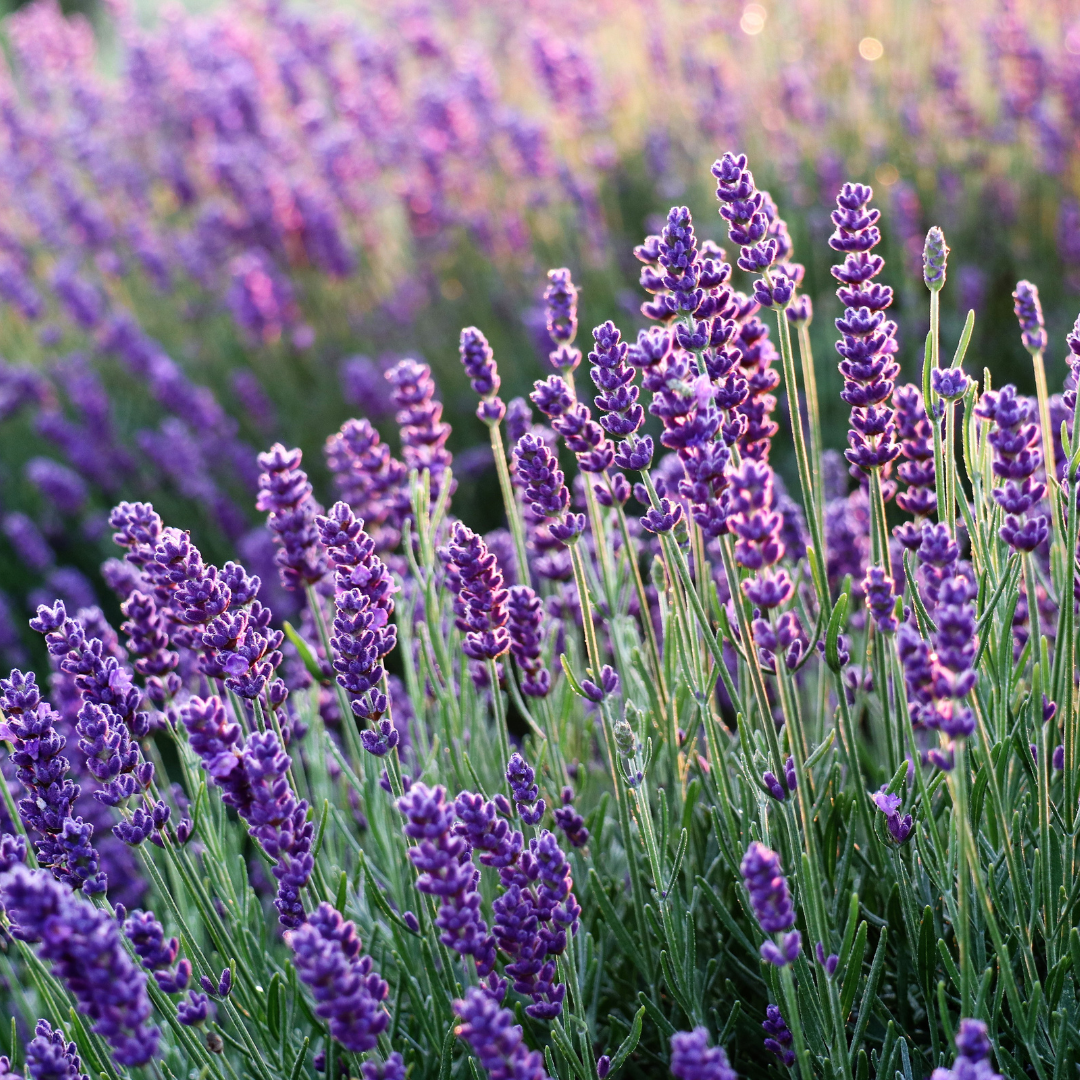 La lavande officinale française