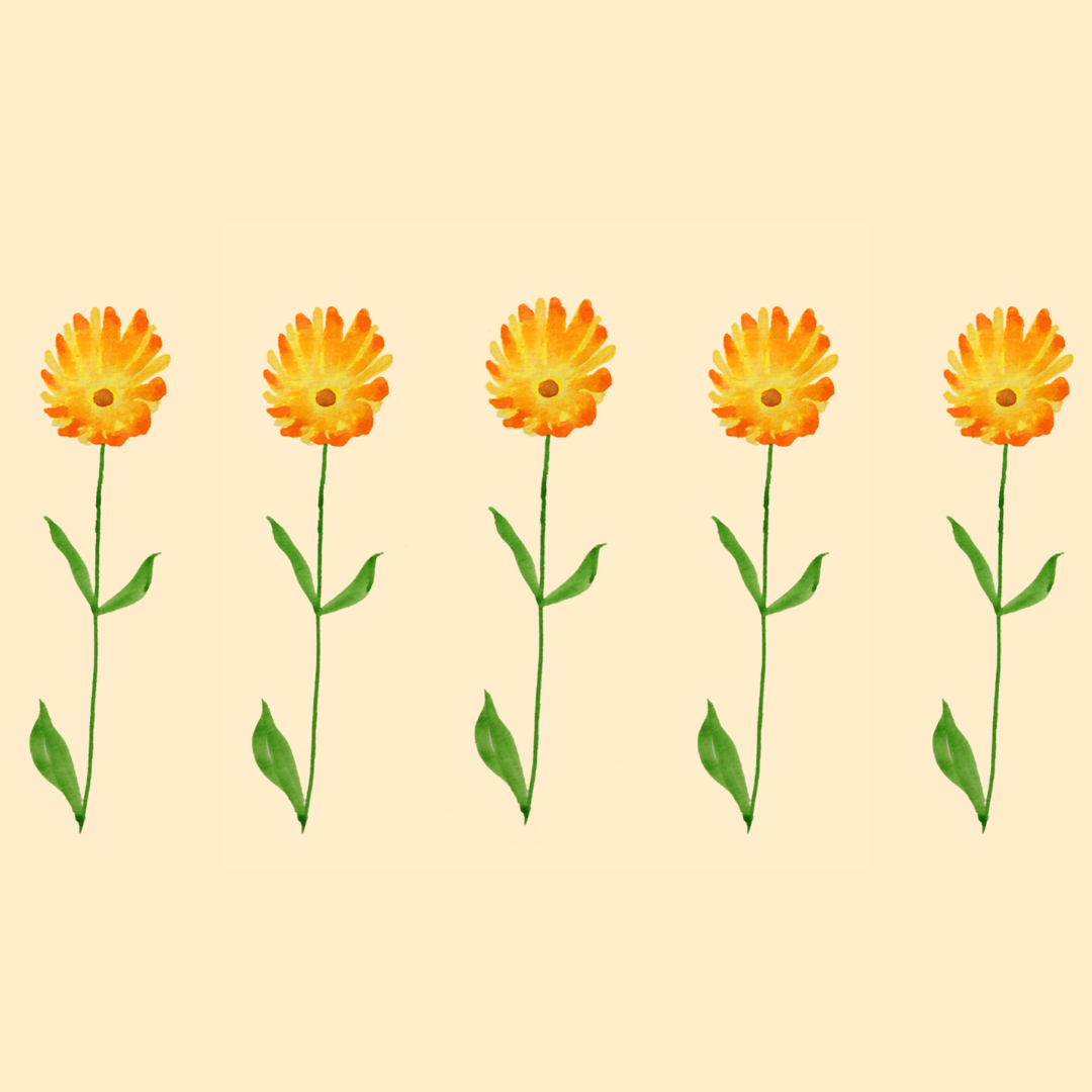 Le calendula français