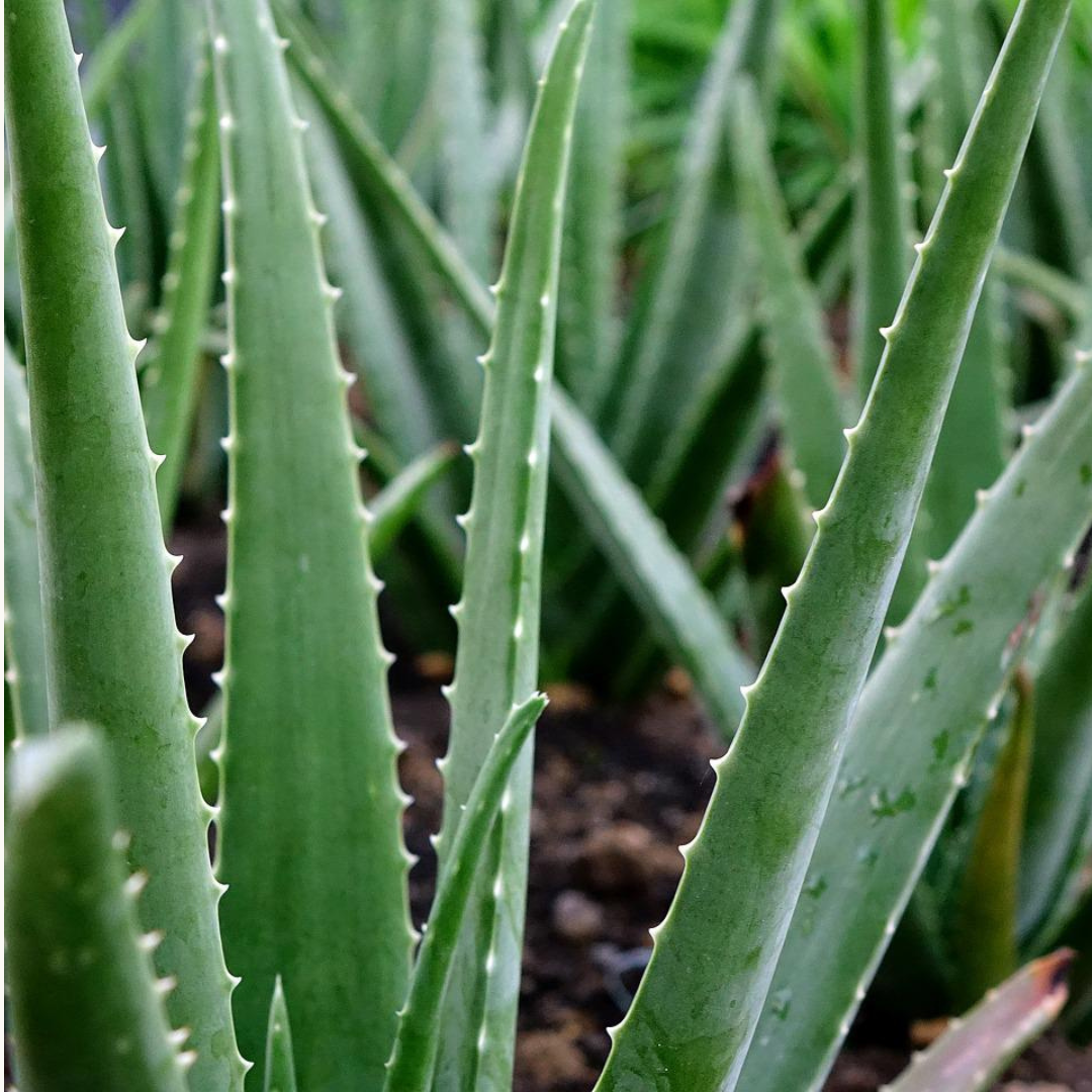 Le guide complet des bienfaits de l'aloe vera sur la peau